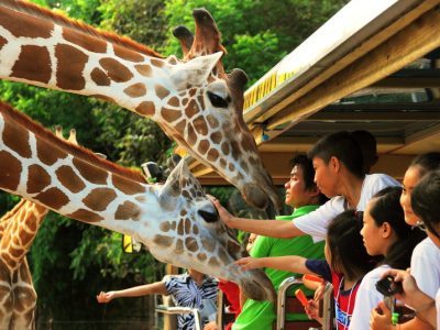 Tour 16 : Night safari