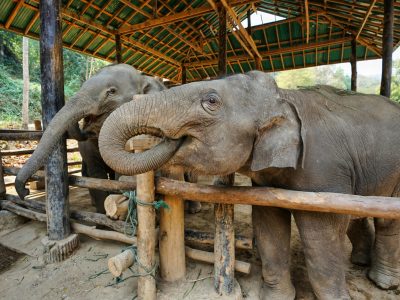 ช้าง (3)