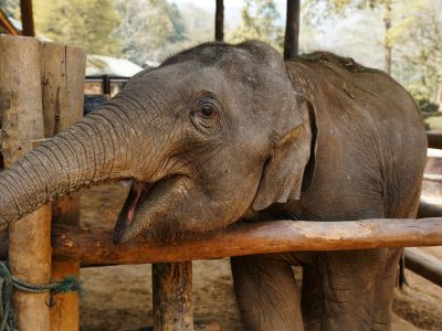 Tour 10 : Elephant Sanctuary Half Day & Pai