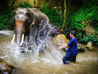 Tour 18 : Smart Elephants Family